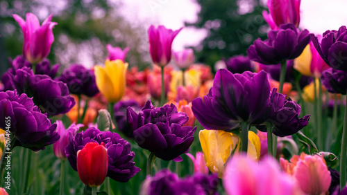 Tulips Ottawa © Jesus
