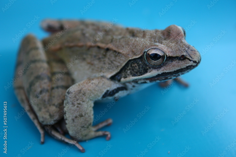 Obraz premium Pygmy tree frog isolate on blue background