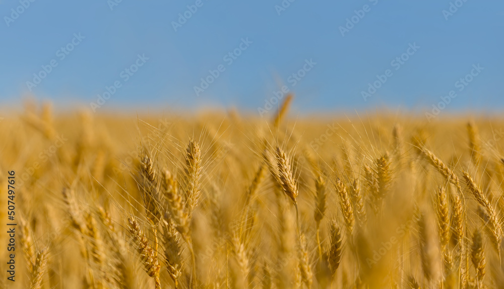 closeup wheat field under blue sky, countryside agricultural industry scene closeup wheat field under blue sky, countryside agricultural industry scene