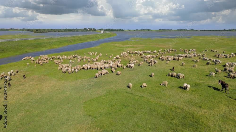 Aerial view flock of sheep grazing on pasture. Drone shot of beautiful summer landscape, flock of sheep a few goats and one donkey on meadow near river and road Aerial view flock of sheep grazing on pasture. Drone shot of beautiful summer landscape, flock of sheep a few goats and one donkey on meadow near river and road