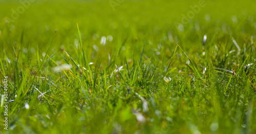 closeup green grass in prairie, summer grass background