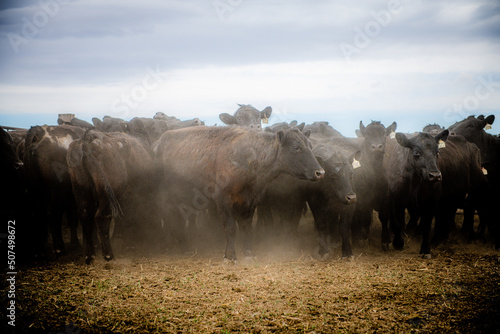 cows in a pen