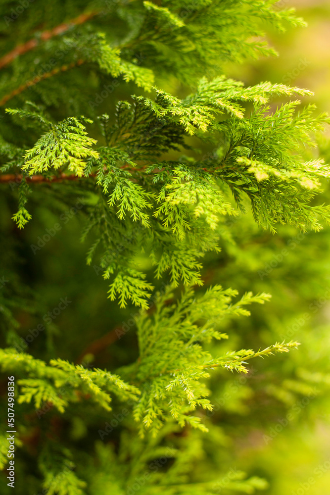 Fototapeta premium Cypress Tree, Spartanburg, SC