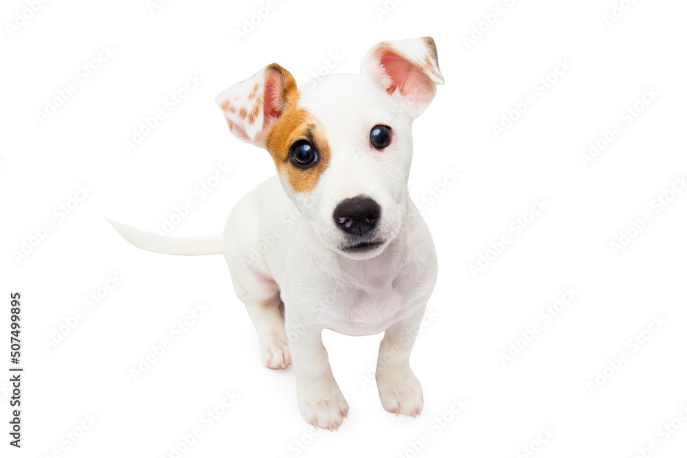 Puppy isolated on a white background