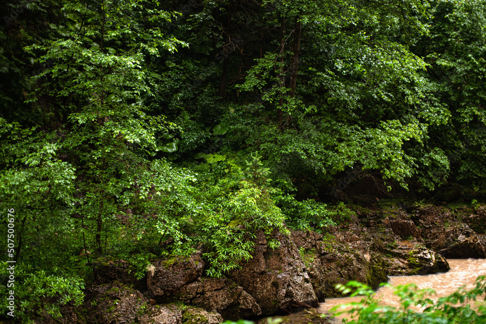 Mountain river after rains close-up. Journey through the forest area along the stream. Summer landscape. Mountain river after rains close-up. Journey through the forest area along the stream. Summer landscape.