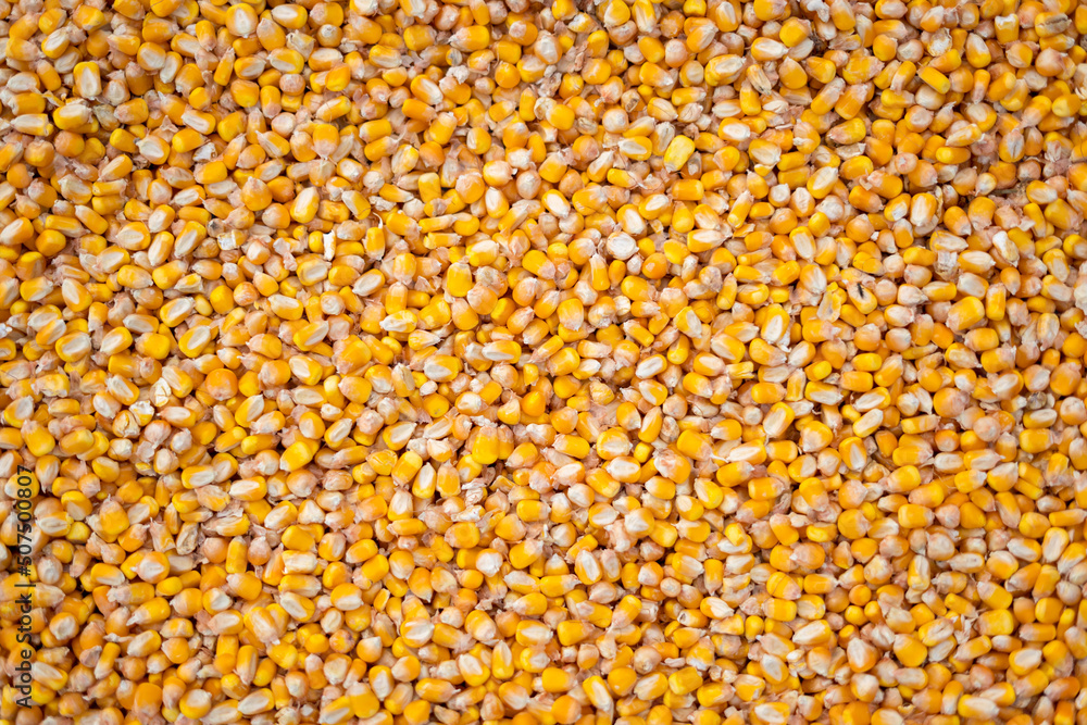 Farmer holding corn grains in his hands
Farmer holding corn grains in his hands