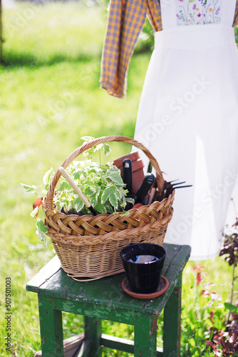 flowers for planting photo