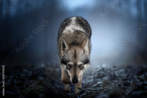 Fotografia Cane lupo cecoslovacco nel bosco