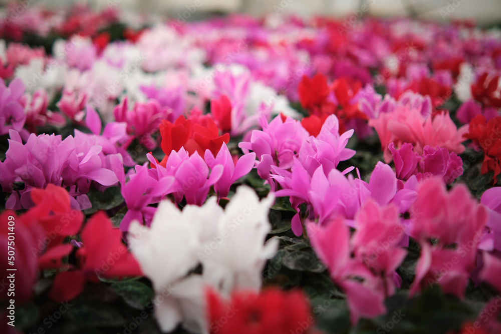 Colorful pink cyclamen flower in the garden or greenhouse