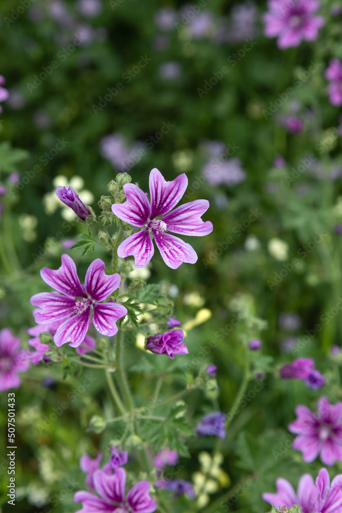 Malva sylvestris flowers. Common mallow (Malva sylvestris) flowers. Wild Mallow Malva sylvestris. Malva sylvestris flowers. Common mallow (Malva sylvestris) flowers. Wild Mallow Malva sylvestris.