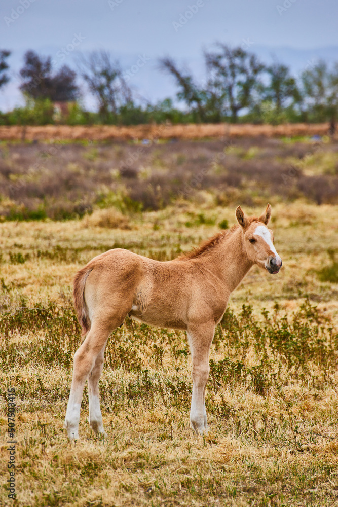 Fototapeta premium Baby foal horse in large field of grasses
