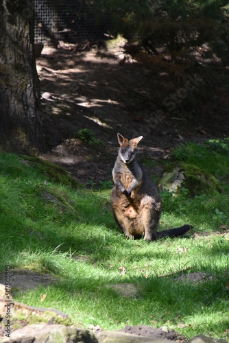 Wallpaper Mural Walibi in the woods Torontodigital.ca