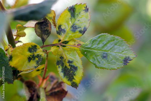 Black spot, Diplocarpon rosae, a fungal disease on rose leaves. photo