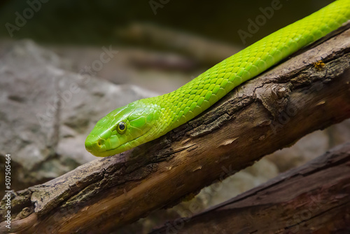 Venomous eastern green mamba snake (dendroaspis angusticeps) on the dry branch of a tree photo