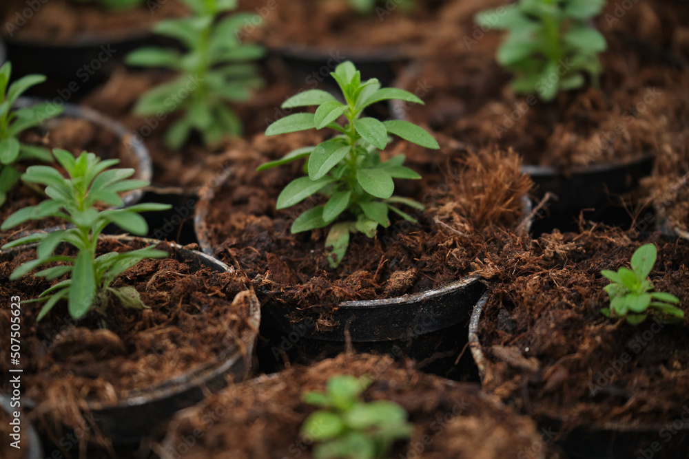 Little green houseplants in brown pots. Little green houseplants in brown pots.
