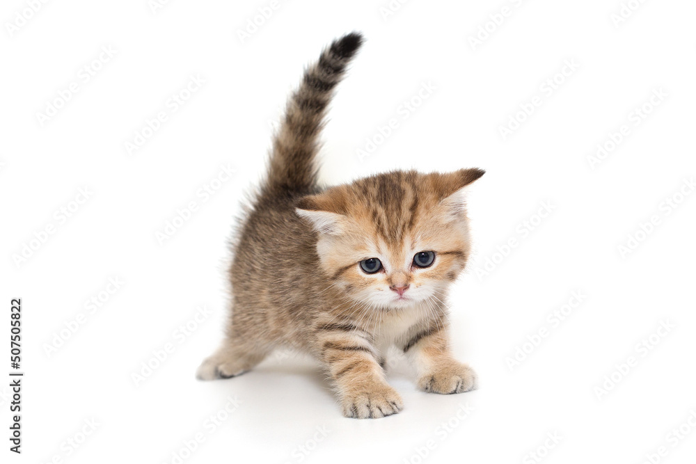 Obraz premium Portrait of a Scottish striped kitten with blue eyes.