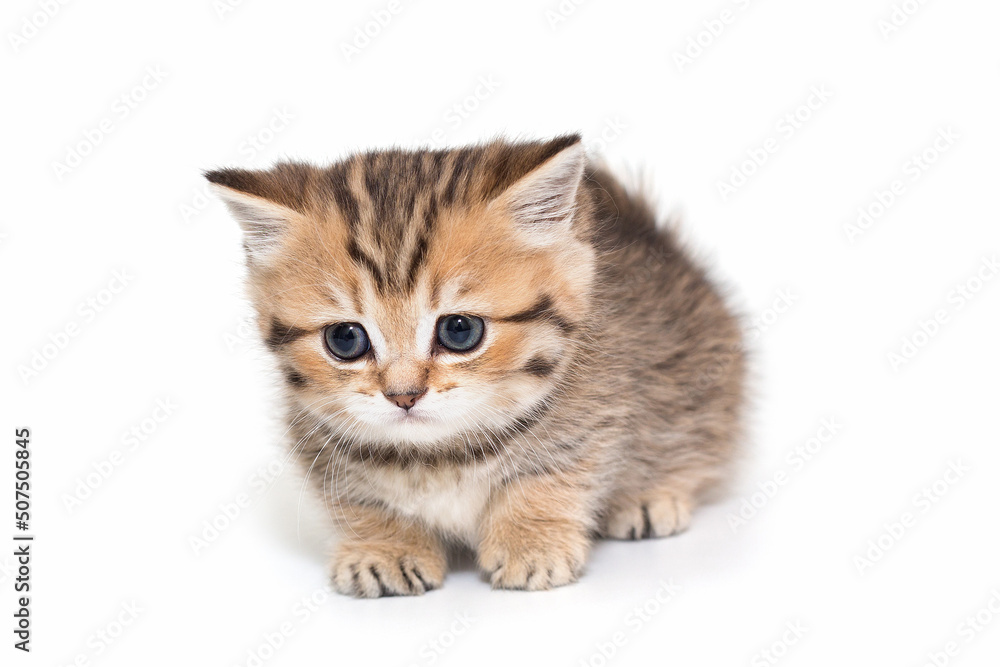 Portrait of a Scottish striped kitten with blue eyes.