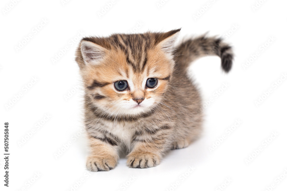 Obraz premium Portrait of a Scottish striped kitten with blue eyes.