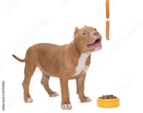 American bully puppy, bowl of food and sausages © Okssi