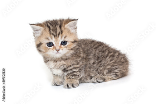 Scottish striped kitten with blue eyes.