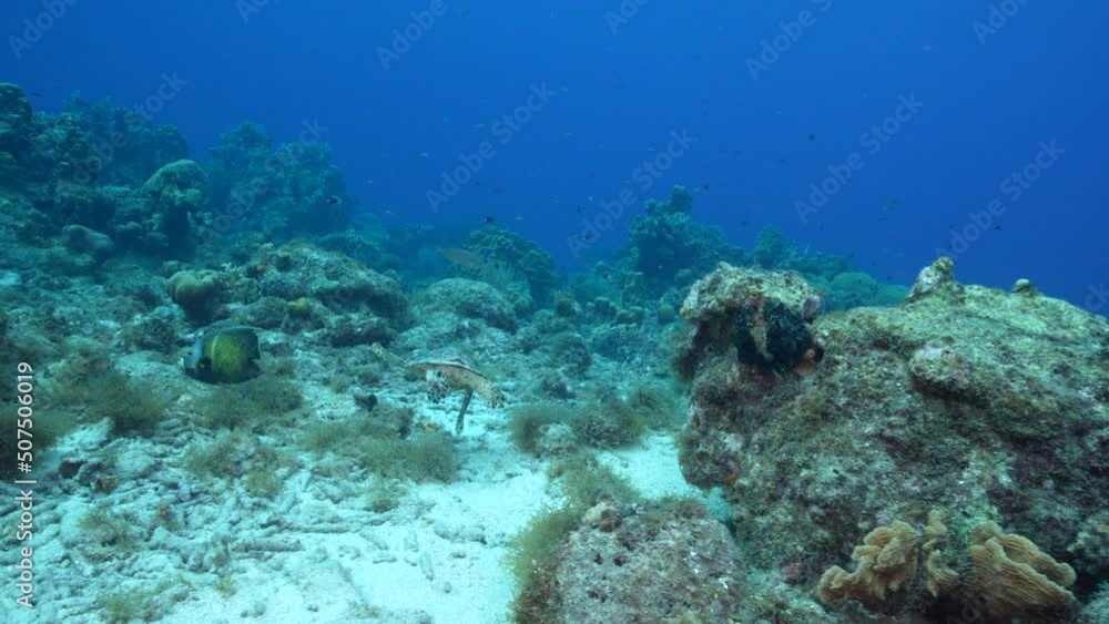 Seascape with Hawksbill Sea Turtle in the coral reef of Caribbean Sea, Curacao Seascape with Hawksbill Sea Turtle in the coral reef of Caribbean Sea, Curacao