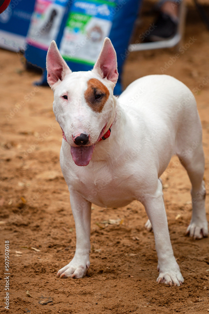 White bull terrier at the dog show close-up.