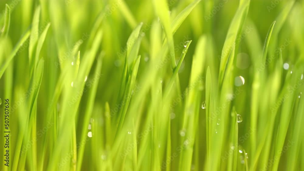 fresh morning water dew drops on vibrant green grass lit by the sun close up slow motion fresh morning water dew drops on vibrant green grass lit by the sun close up slow motion