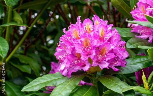 Rhododendron macrophyllum, California rosebay, blooms in Haworth