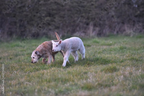 Tapety artystyczne Unlikely friendship, a dog and a playful sheep lamb
