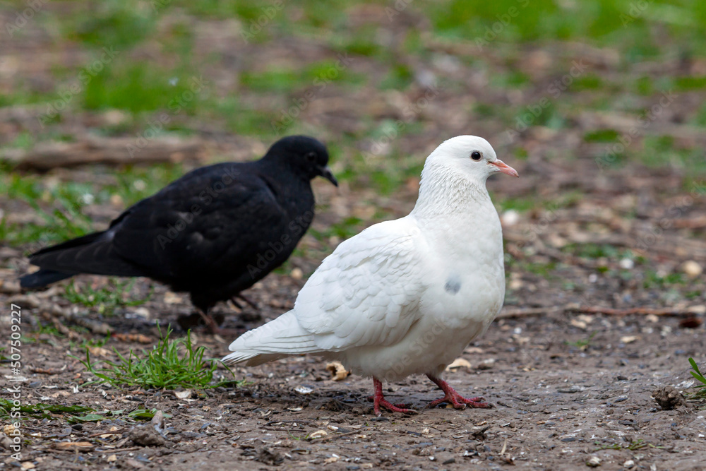The white dove is a symbol of peace on earth....
The white dove is a symbol of peace on earth....
