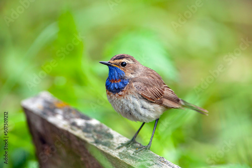 The bluethroat is a small passerine bird ... Birds of Central Russia.