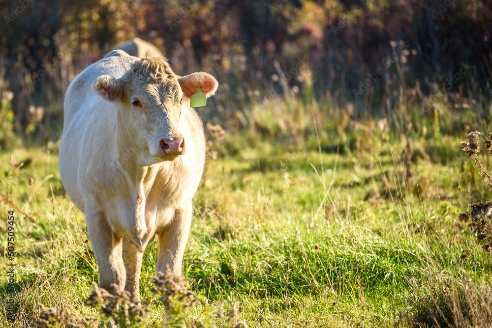 Cow in a field at sunset in autumn Cow in a field at sunset in autumn