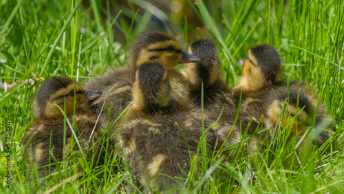 Little wild ducklings sitting on the green grass. Cute newborn tiny ducklings. Selective focus. Defocused foreground. © kalyanby