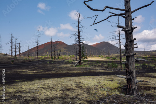 dead burnt forest after volcanic eruption
