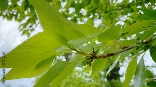 Fényképezés Branch of poplar tree with leaves moving on wind