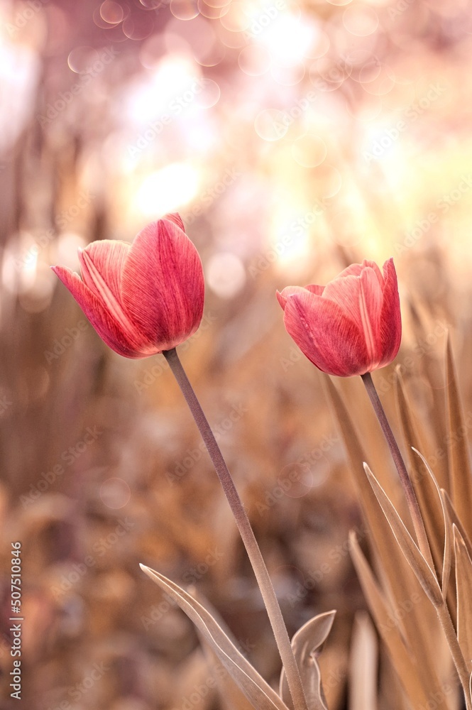 Obraz premium Kwiaty tulipany