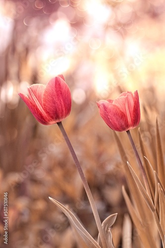 Kwiaty tulipany