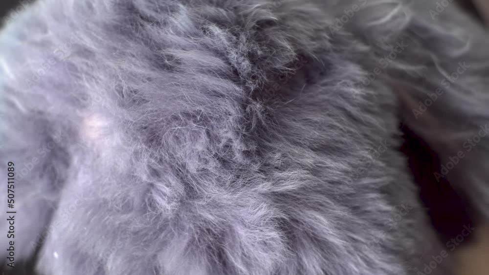 Gray faux fur. Long pile. Children's toy. Piece of clothing. Animal protection. Substitute for natural fur. Fabric production. Close-up. Object rotation. Gray faux fur. Long pile. Children's toy. Piece of clothing. Animal protection. Substitute for natural fur. Fabric production. Close-up. Object rotation.