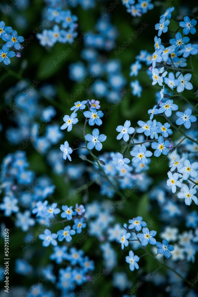 Dreamy meadow of blooming forget me not flowers in spring Dreamy meadow of blooming forget me not flowers in spring
