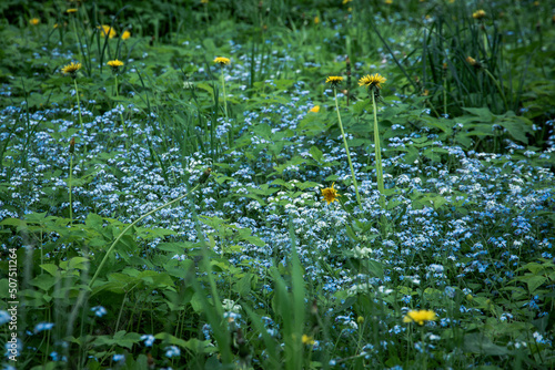 Wild meadow full of blooming forget me not flowers and some dandelions in spring