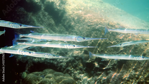 School of reef needlefish or Belonidae hunting on a coral reef. Snorkeling scuba and diving background. Underwater photo of marine wild life. Group of predator fishes swimming in sun rays photo