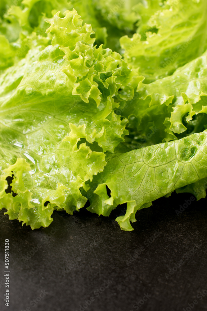 Some fresh green lettuce leaves with copy space Some fresh green lettuce leaves with copy space