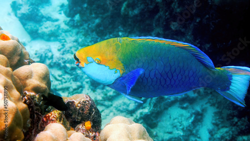 Underwater photo of blue Queen parrotfish swimming among coral reef. Large and adult male Scarus vetula fish on Koh Tao island, Gulf of Thailand. Snorkeling or diving. enjoy underwater wildlife.