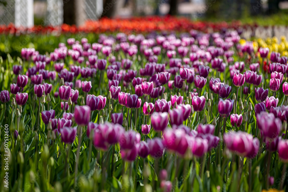 field of tulips field of tulips