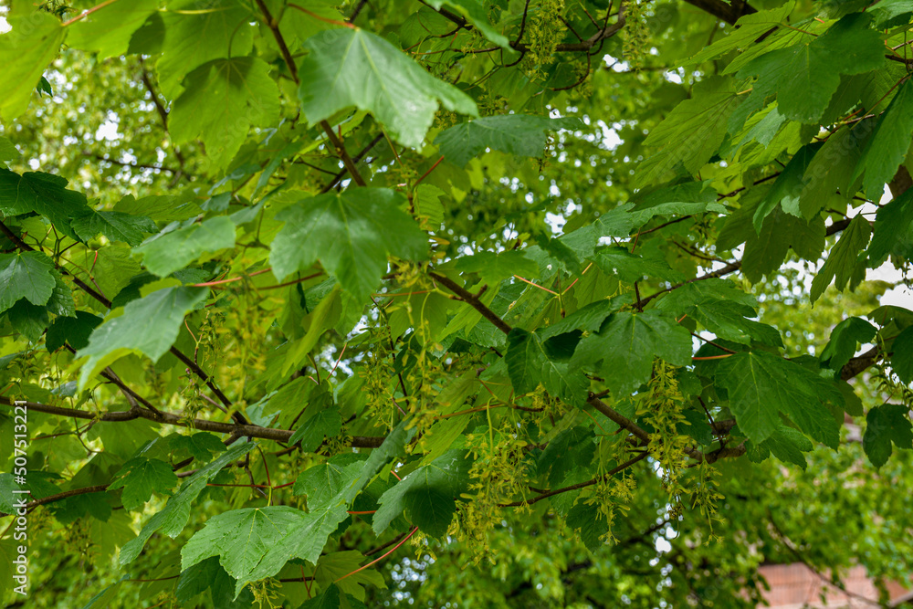 Sycamore maple leaves in the forest on a sunny spring morning Sycamore maple leaves in the forest on a sunny spring morning