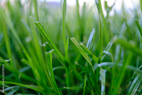 mowed green grass close-up