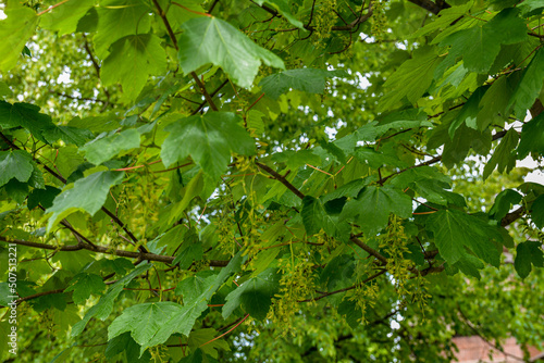 Sycamore maple leaves in the forest on a sunny spring morning