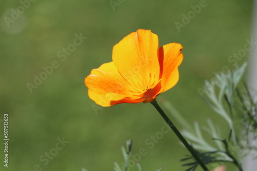 bright orange flower of Eschscholzia or california poppy 