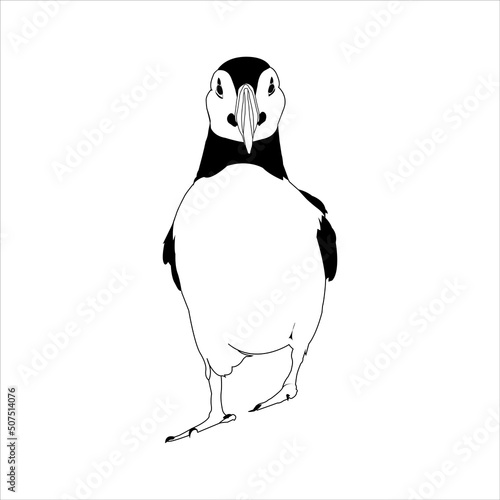 Puffin illustration, drawing, engraving, ink, line art, vector