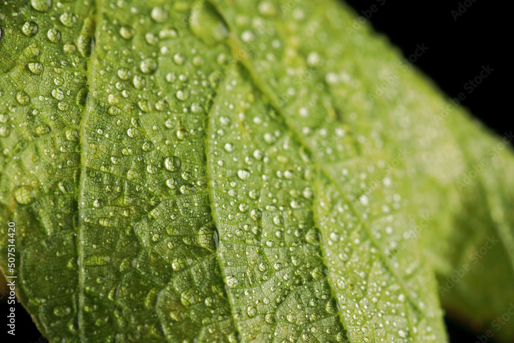 young grape leaves in water drops in studio young grape leaves in water drops in studio